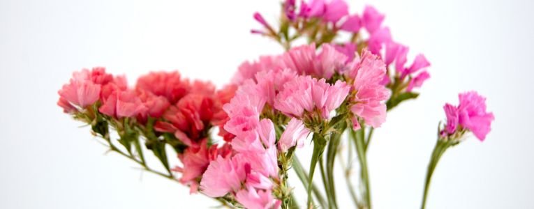 A close-up of pink statice flowers, showcasing their delicate clusters of small, papery blooms against a green background.